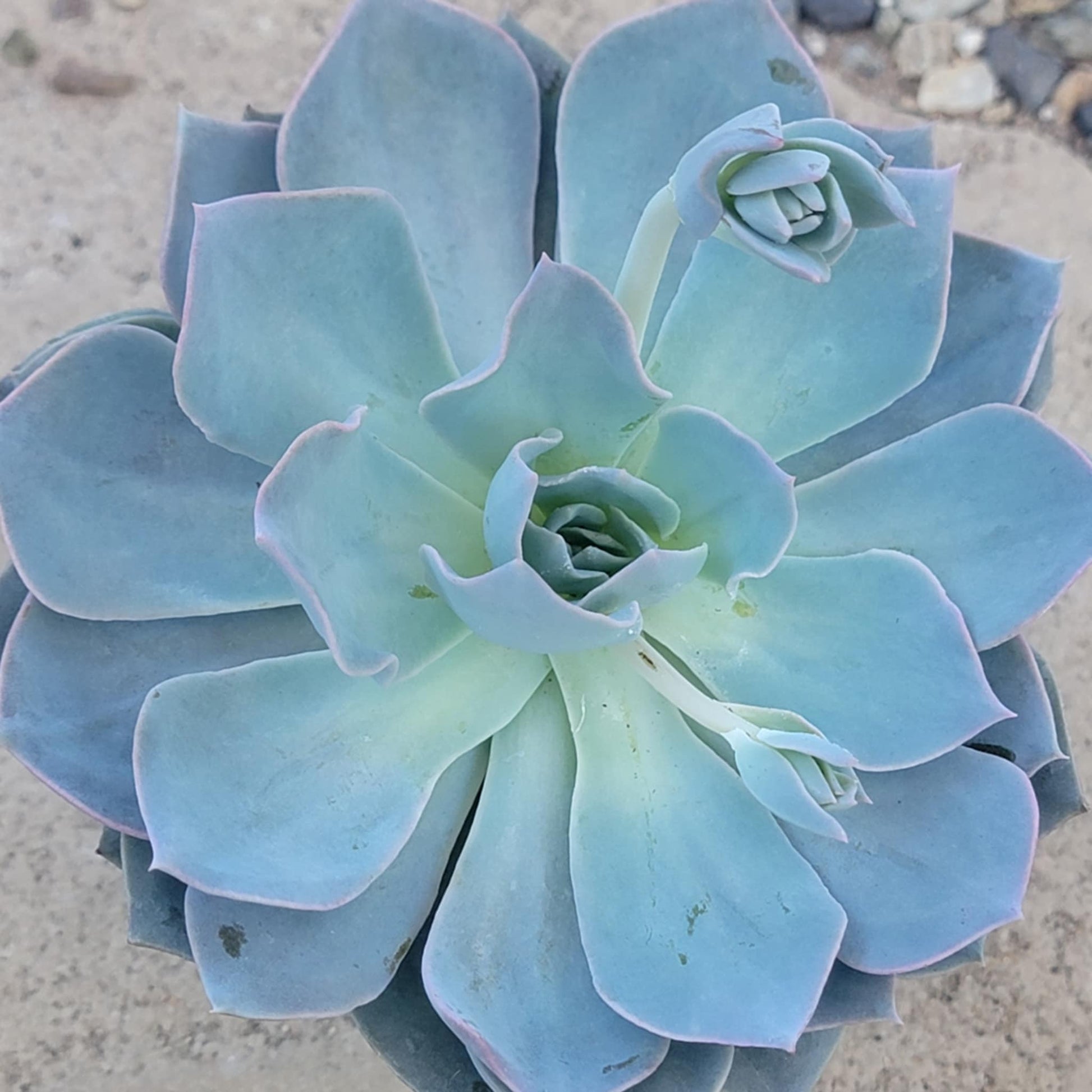 Echeveria Lilacina 'Ghost' - 4 Inch Assorted - Succulent - DesertScapeSucculent
