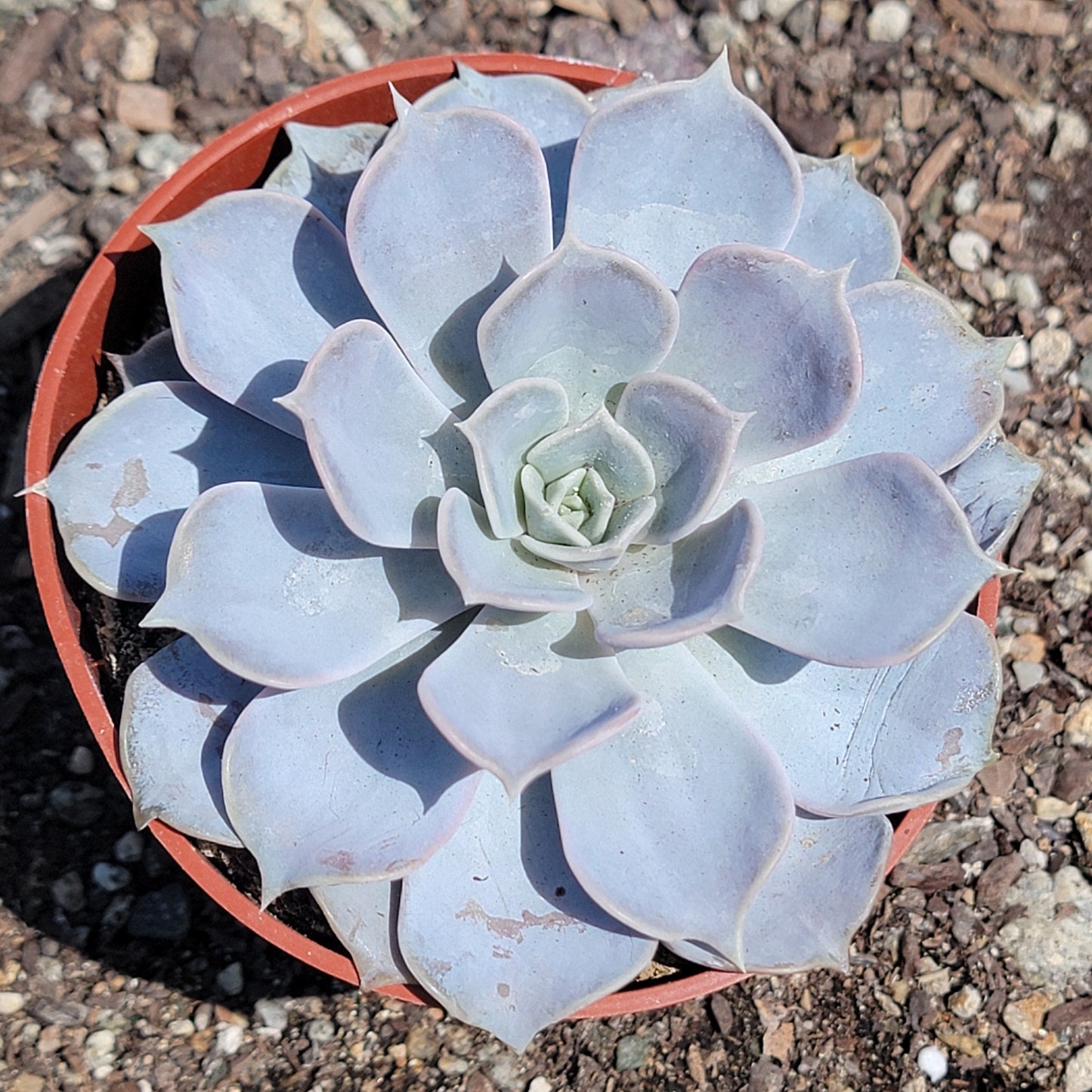 Echeveria Lilacina 'Ghost'