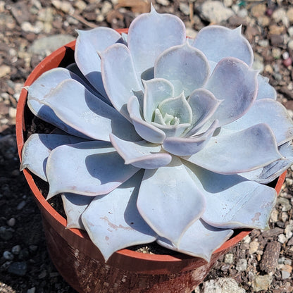 Echeveria Lilacina 'Fantasma'