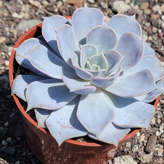 Echeveria Lilacina 'Ghost'