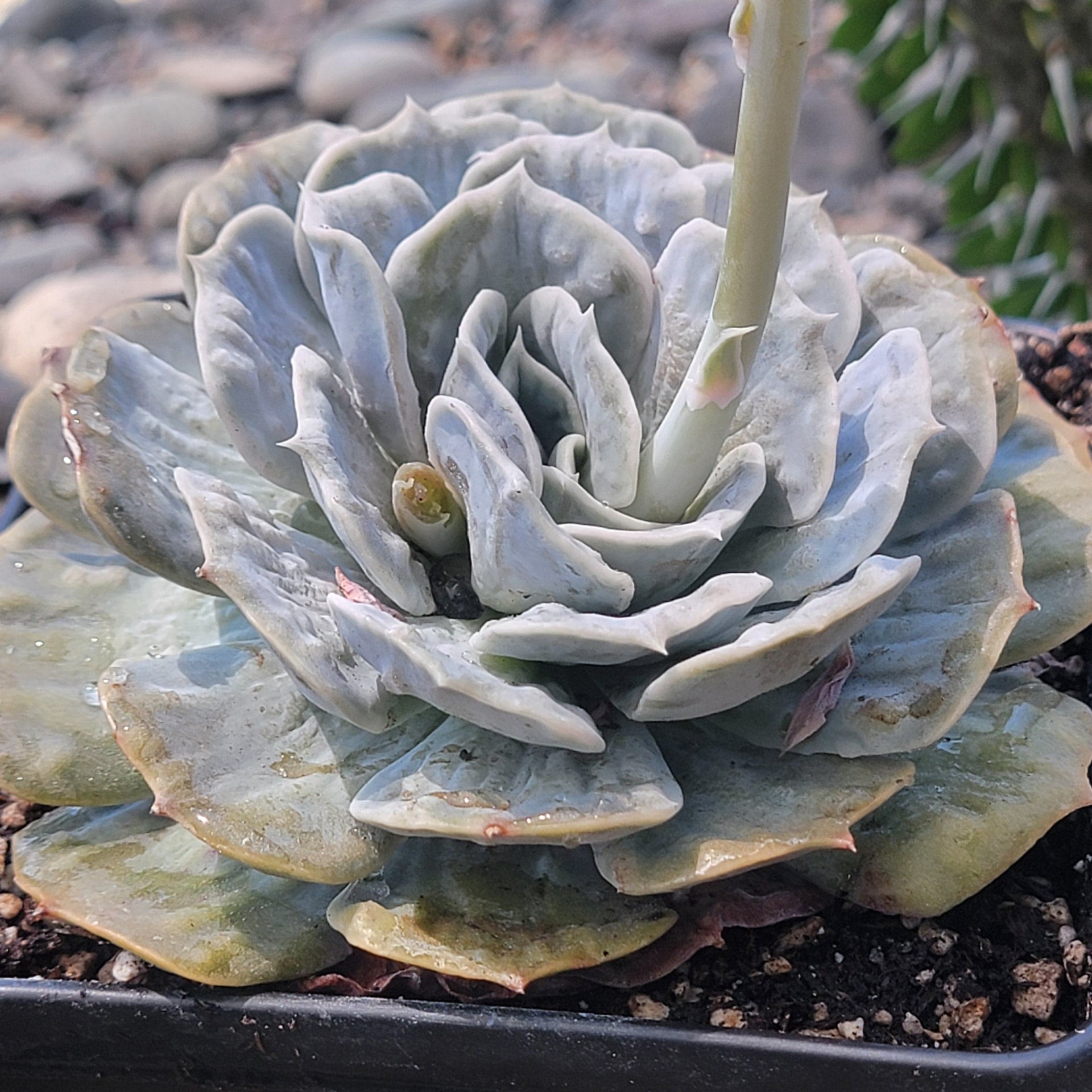 succulent lilacina Echeveria 'Lilacina' Marble Variegated