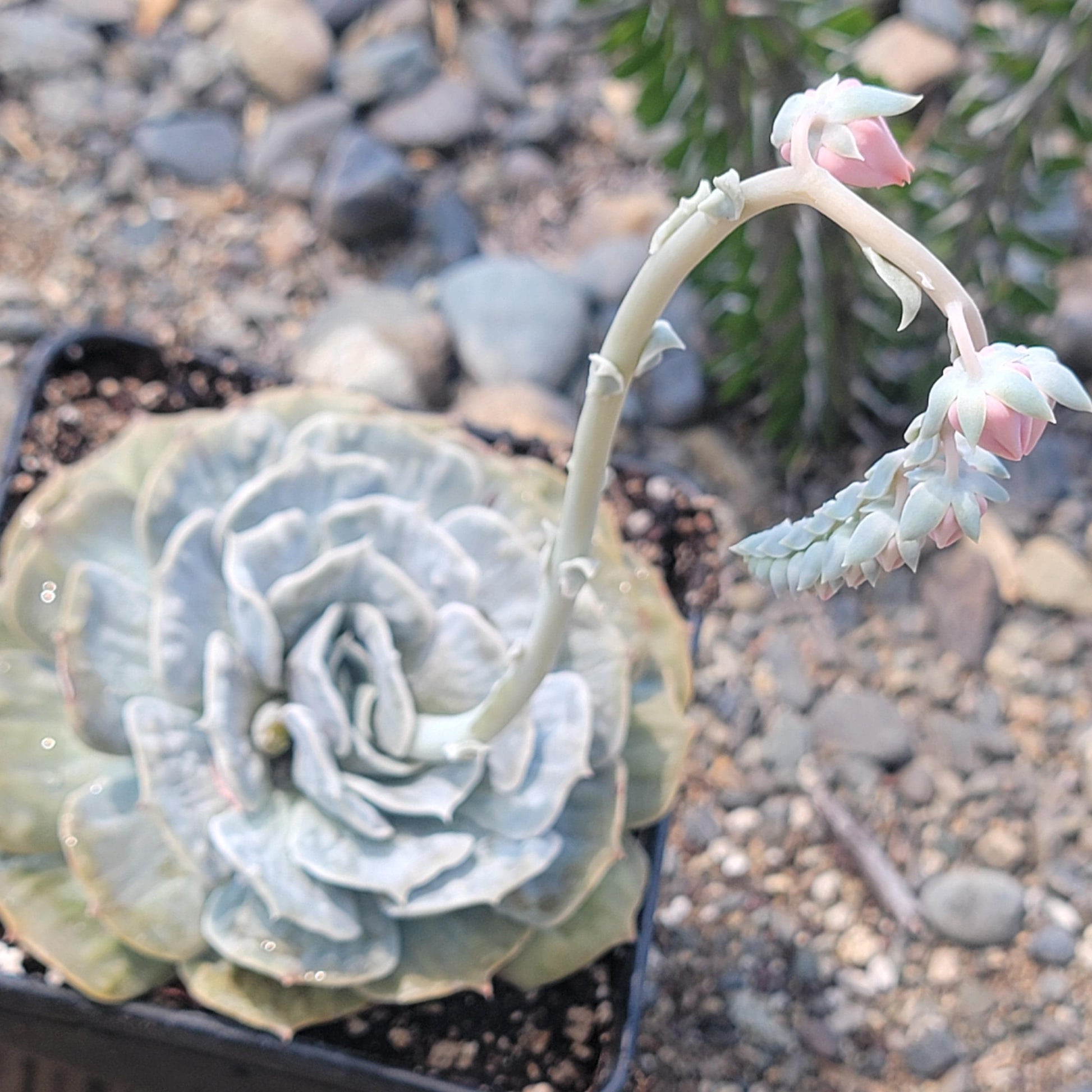 marble succulent Echeveria 'Lilacina' Marble Variegated