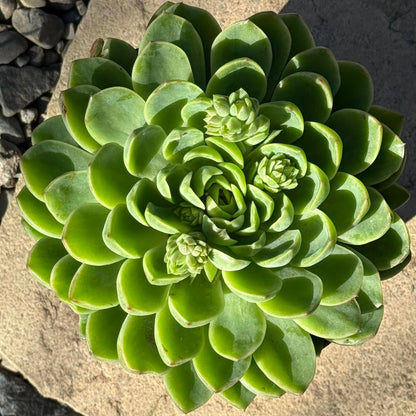 DesertScapeSucculent Succulent Echeveria 'Lime n Chile'