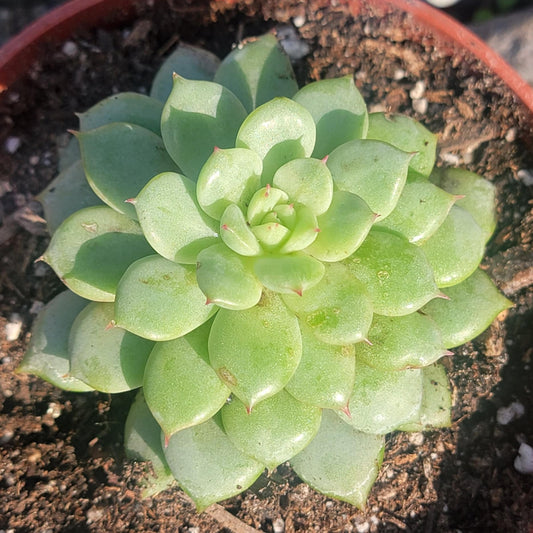 DesertScapeSucculent Succulent 4" Assorted Echeveria 'Lime n Chile'