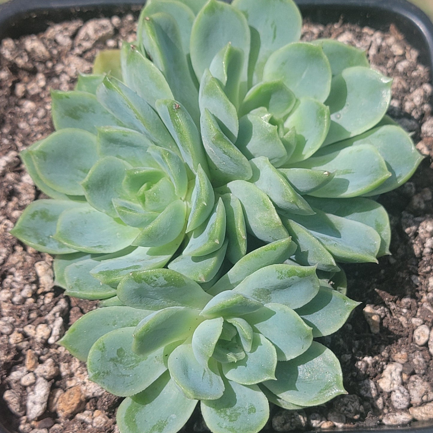 Echeveria 'Limón y Chile'