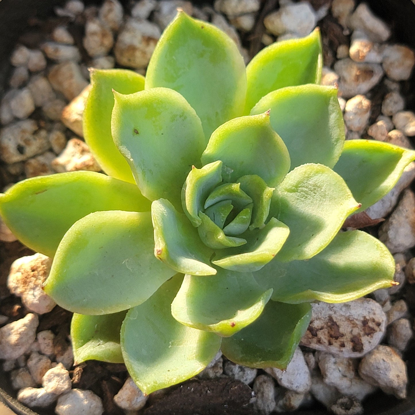 Echeveria 'Lime n Chili'