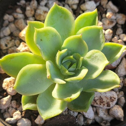 Echeveria 'Limón y Chile'