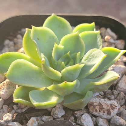 Echeveria 'Lime n Chili'