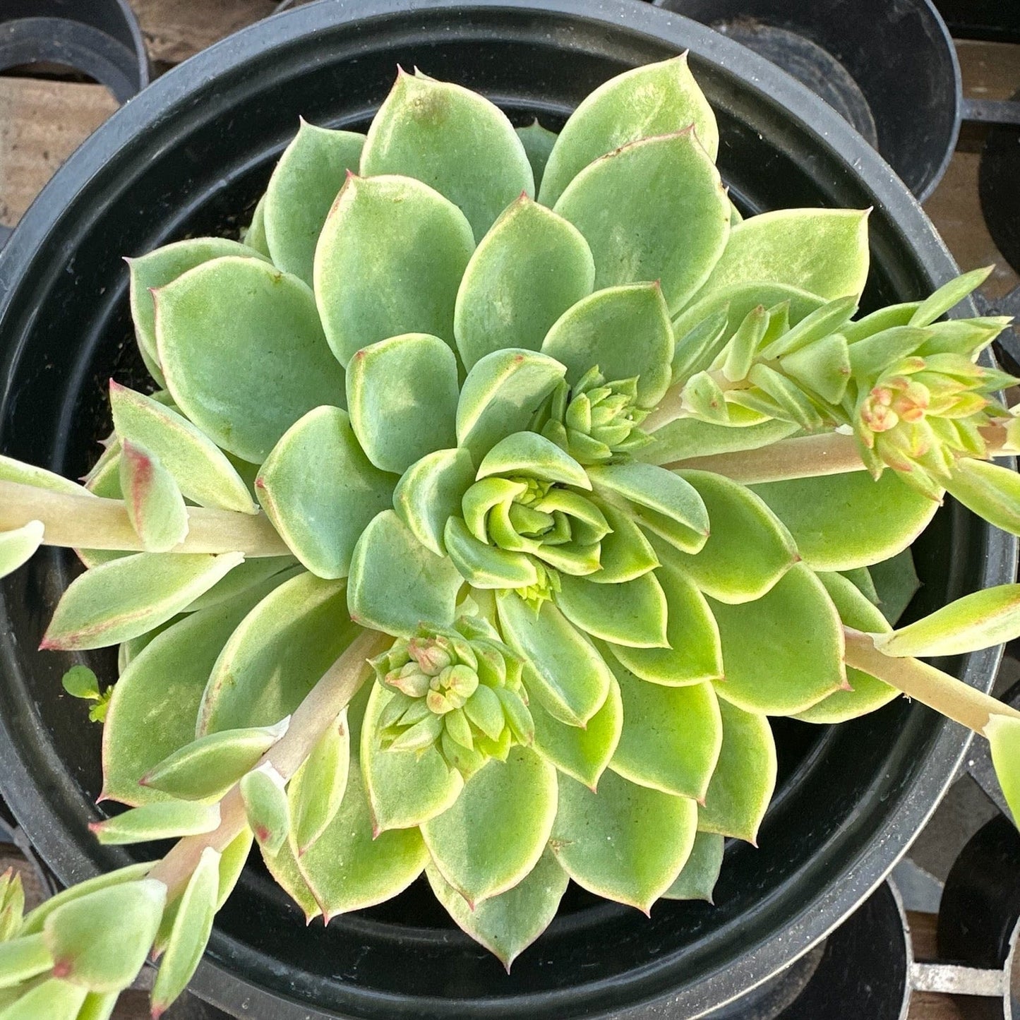 Echeveria 'Lime n Chile'