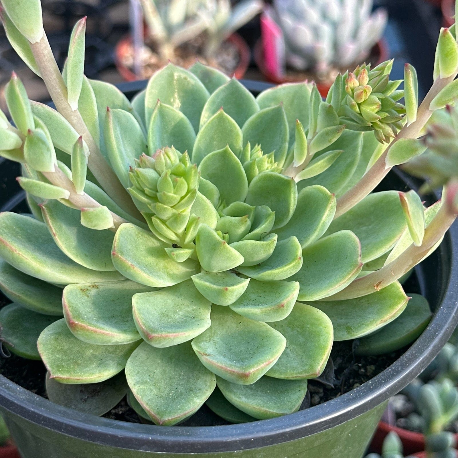 lime and chili succulent Echeveria 'Lime n Chile'