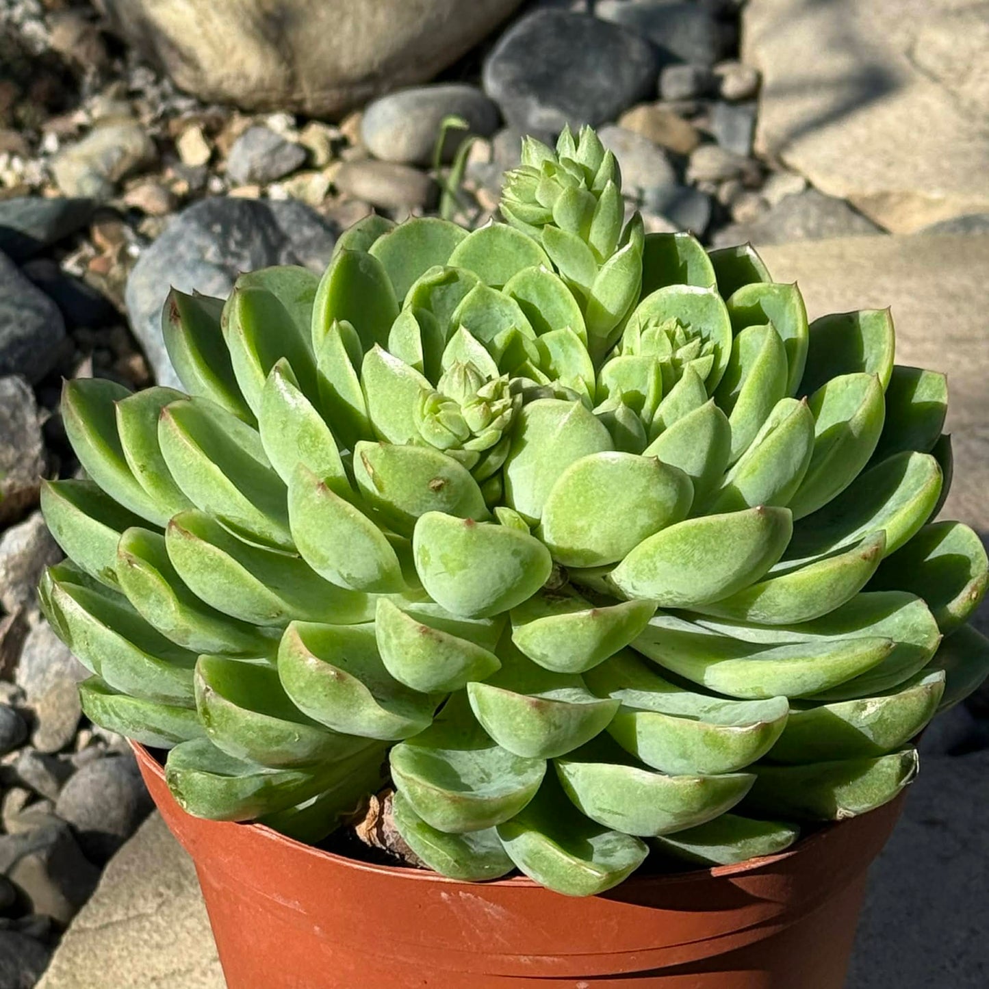 DesertScapeSucculent Succulent 6 Inch Echeveria 'Lime n Chile'