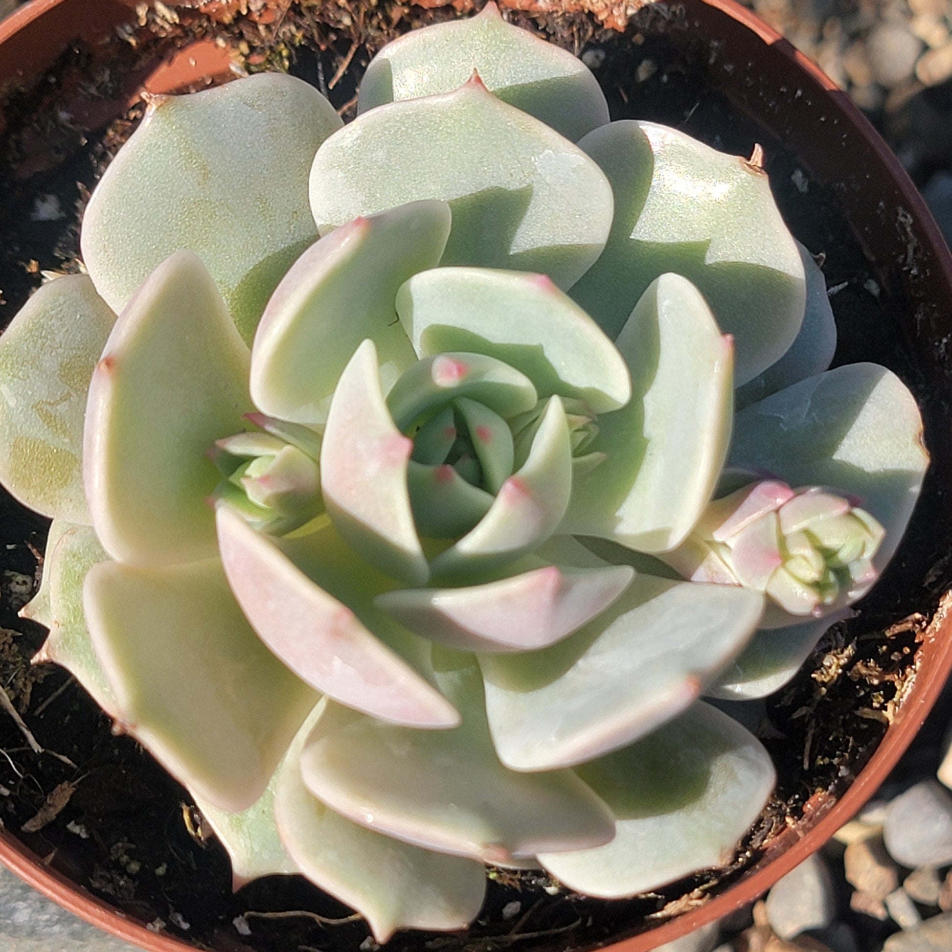 echeveria lola succulent care Echeveria 'Lola' – DesertScapeSucculent
