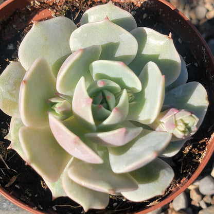 succulent echeveria lola Echeveria 'Lola' – DesertScapeSucculent