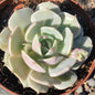 Echeveria 'Lola' - 4 Inch Assorted - Succulent - DesertScapeSucculent