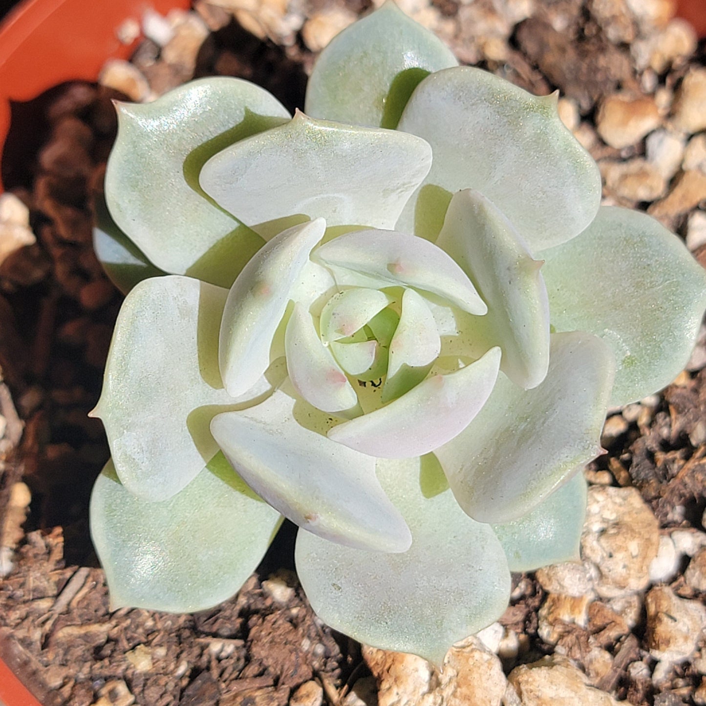 Echeveria 'Lola' Rara Suculenta