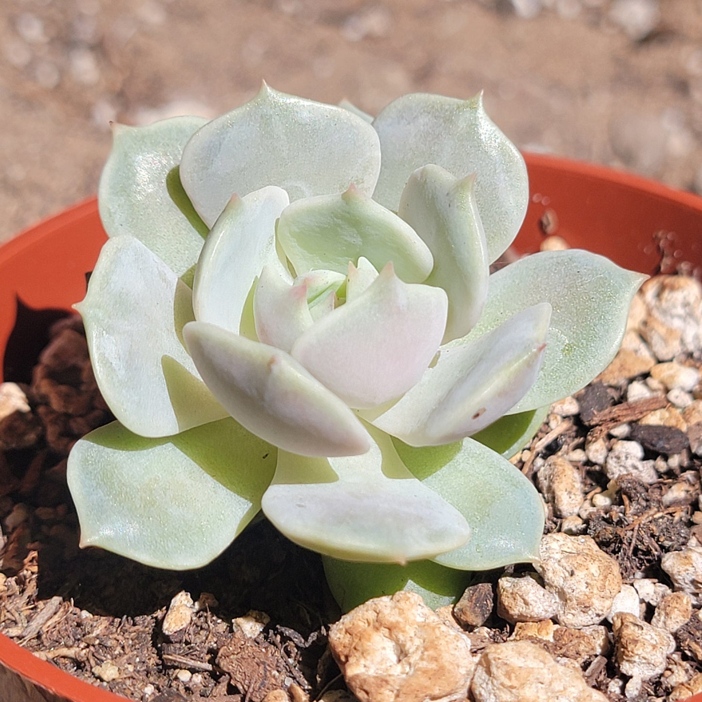 Echeveria 'Lola' Succulente rare