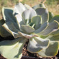 Echeveria 'Lolita' - Single 6A - Succulent - DesertScapeSucculent