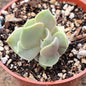 Echeveria 'Lolita' - 4 Inch CLEARANCE - Succulent - DesertScapeSucculent