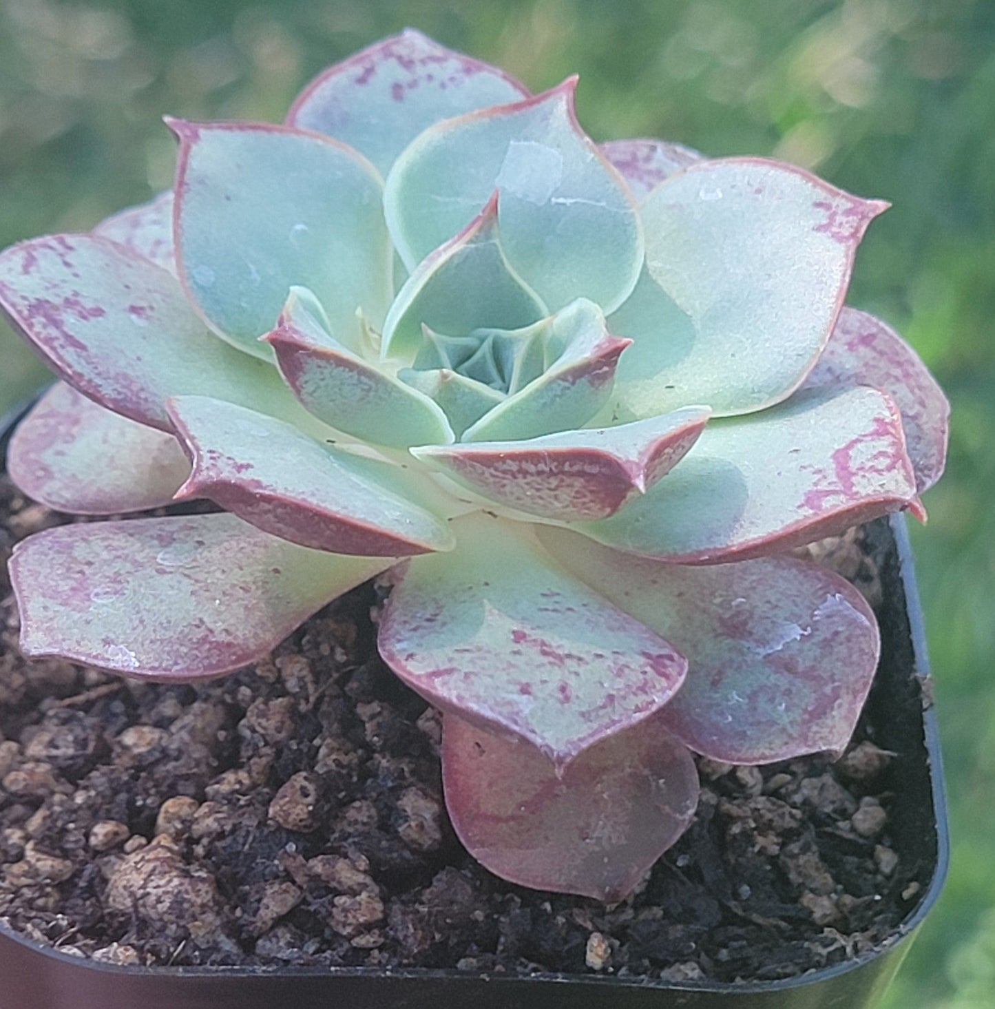 Echeveria 'Longísima'