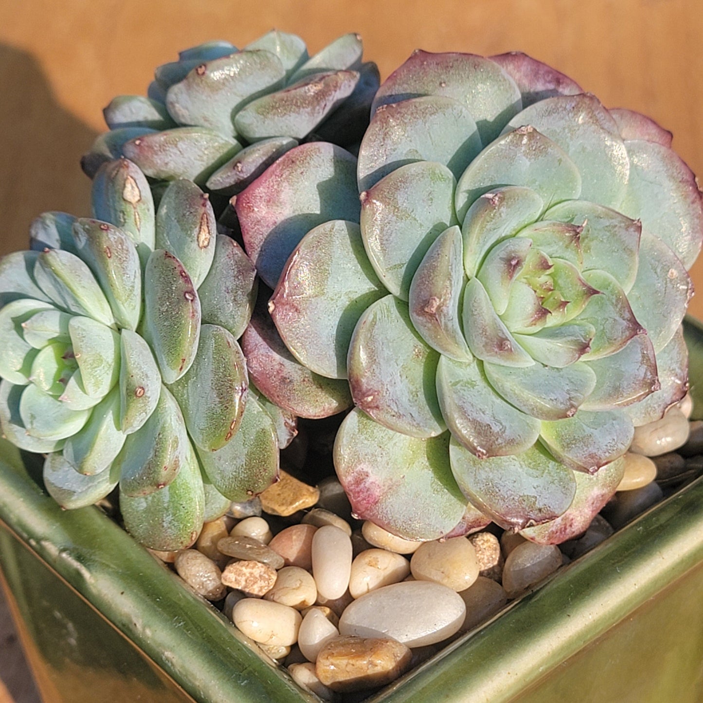 Echeveria 'Lovely Bear'