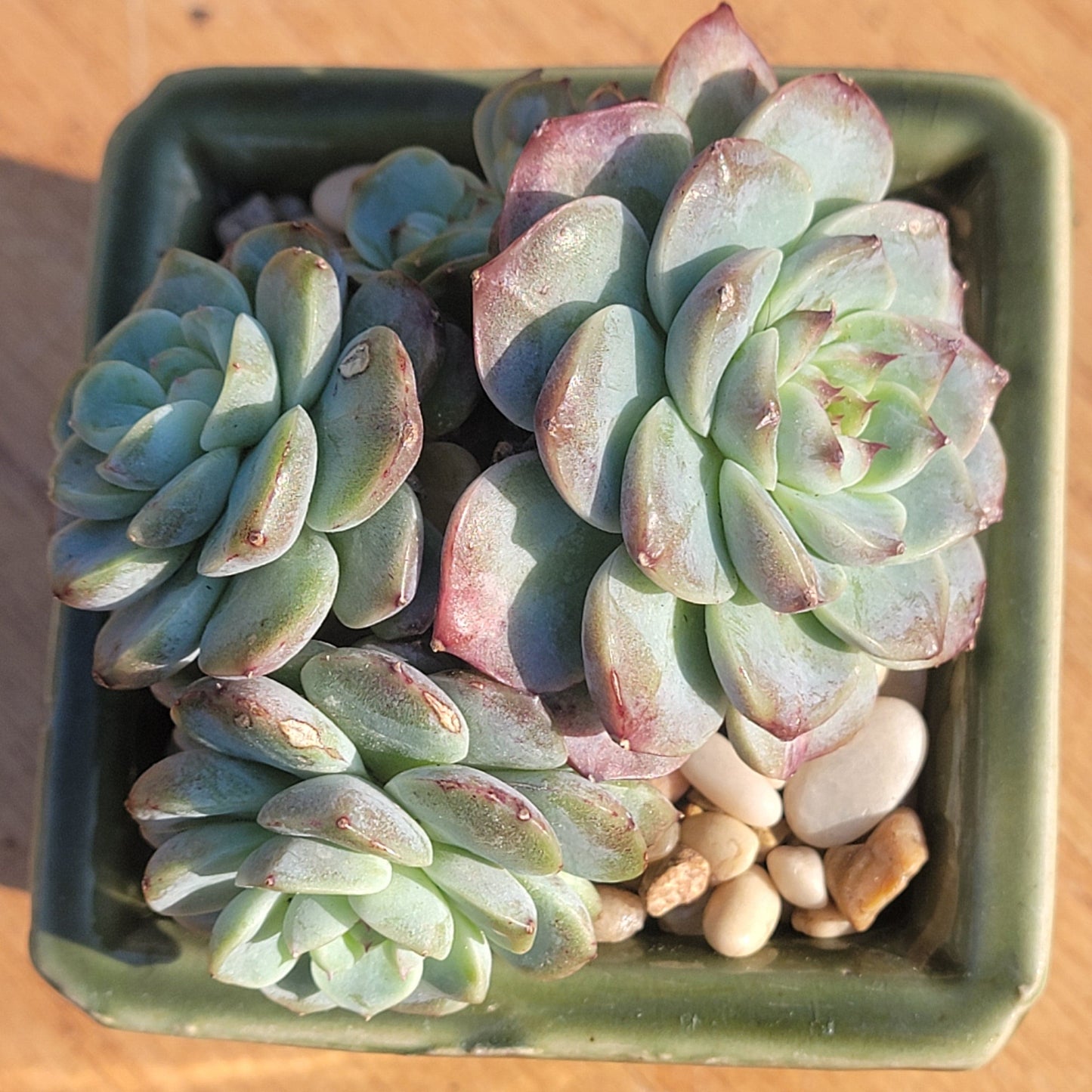 Echeveria 'Lovely Bear'