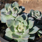 Echeveria 'Lovely Bear' - 4 Inch Cluster - Succulent - DesertScapeSucculent