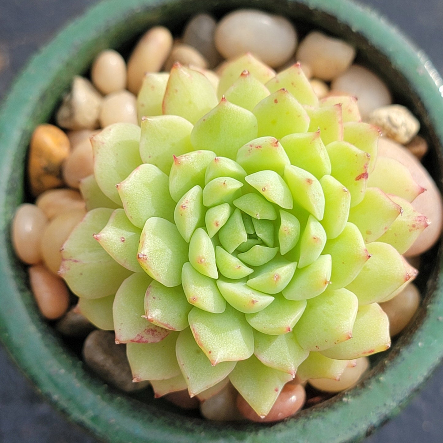 Echeveria 'Macadamia'