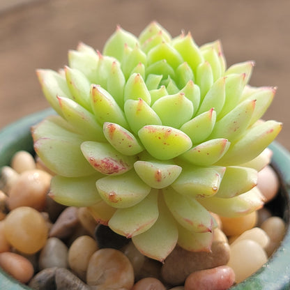 DesertScapeSucculent Succulent 3" Assorted Echeveria 'Macadamia'