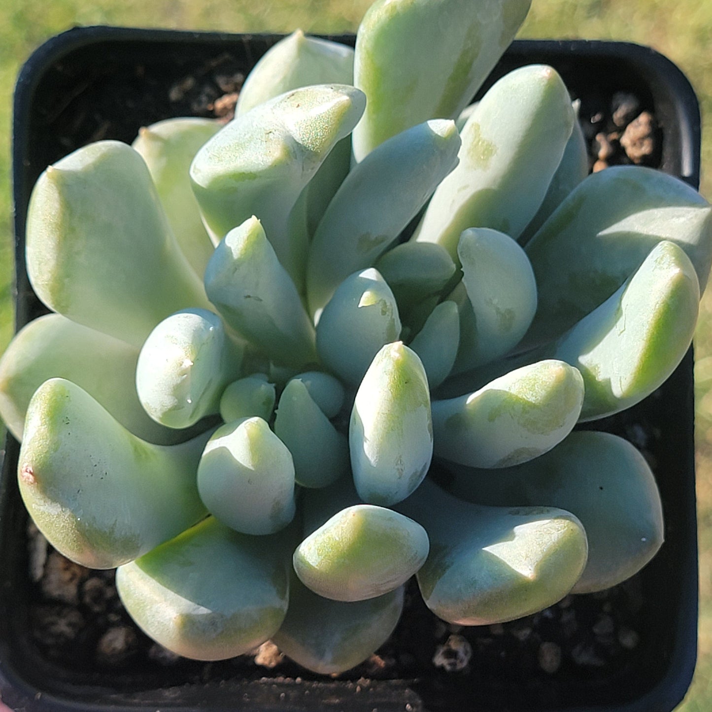 DesertScapeSucculent Succulent Crested & Mutated 4B Echeveria 'Machete'