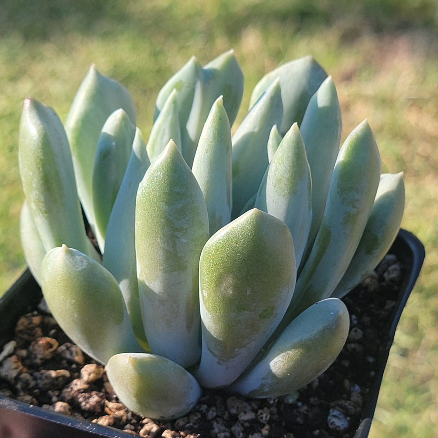 DesertScapeSucculent Succulent Echeveria 'Machete'