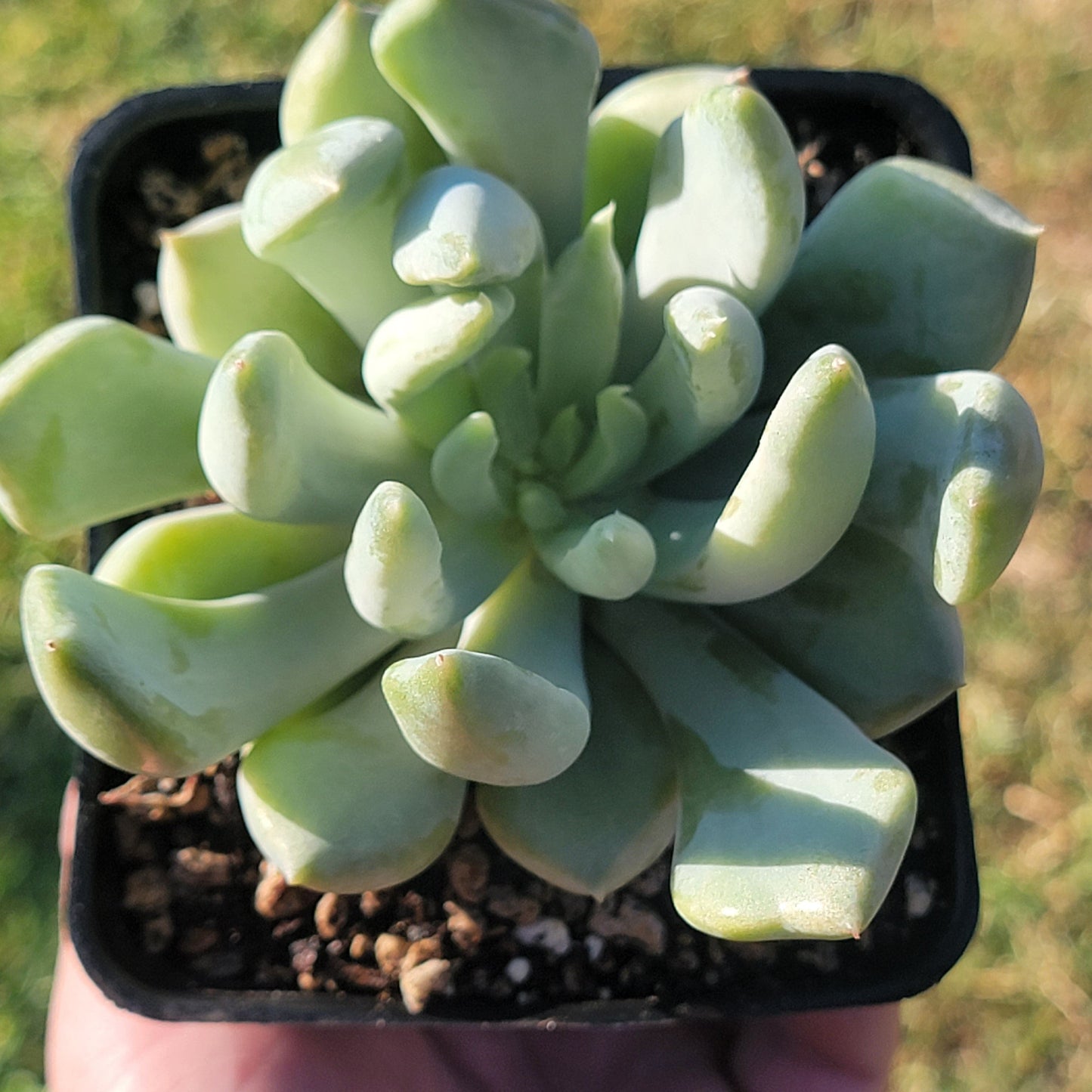 DesertScapeSucculent Succulent Single 4A Echeveria 'Machete'