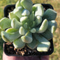 Echeveria 'Machete' - Single 4A - Succulent - DesertScapeSucculent