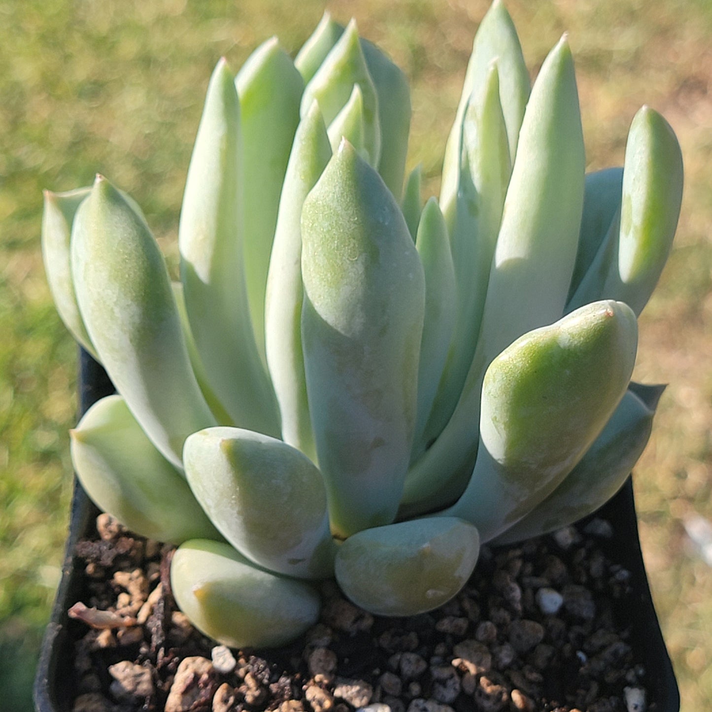 DesertScapeSucculent Succulent Echeveria 'Machete'