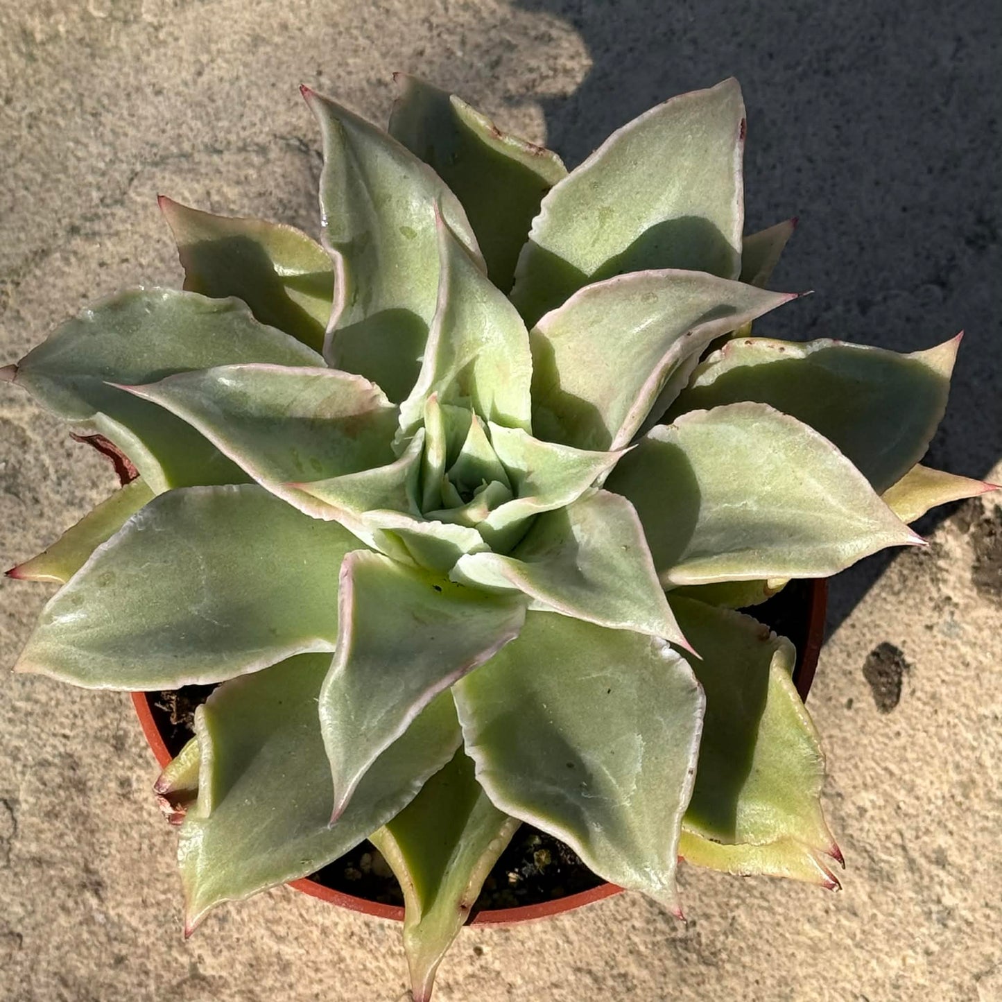 DesertScapeSucculent Succulent Echeveria 'Madiba'