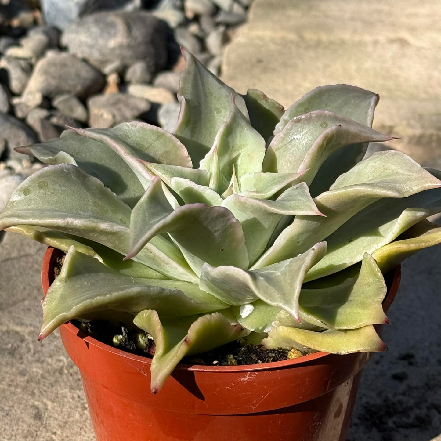 DesertScapeSucculent Succulent 4 Inch Echeveria 'Madiba'