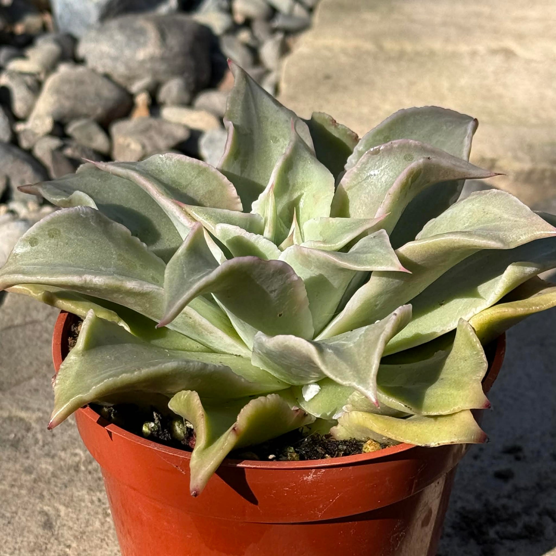 DesertScapeSucculent Succulent 4 Inch Echeveria 'Madiba'