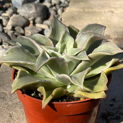 DesertScapeSucculent Succulent 4 Inch Echeveria 'Madiba'