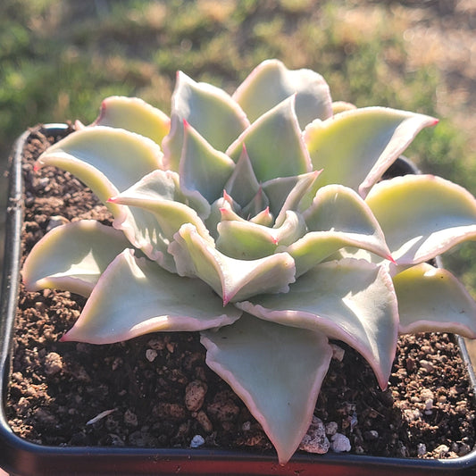 Echeveria 'Madiba'