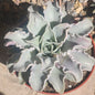 Echeveria 'Madiba' - 6 Inch Assorted - Succulent - DesertScapeSucculent