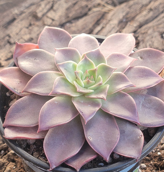 Echeveria 'Madiba' sp 'Guerlain'