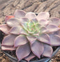 Echeveria 'Madiba' sp 'Guerlain' - 5" Single - Succulent - DesertScapeSucculent