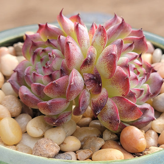 Echeveria 'Marcel'