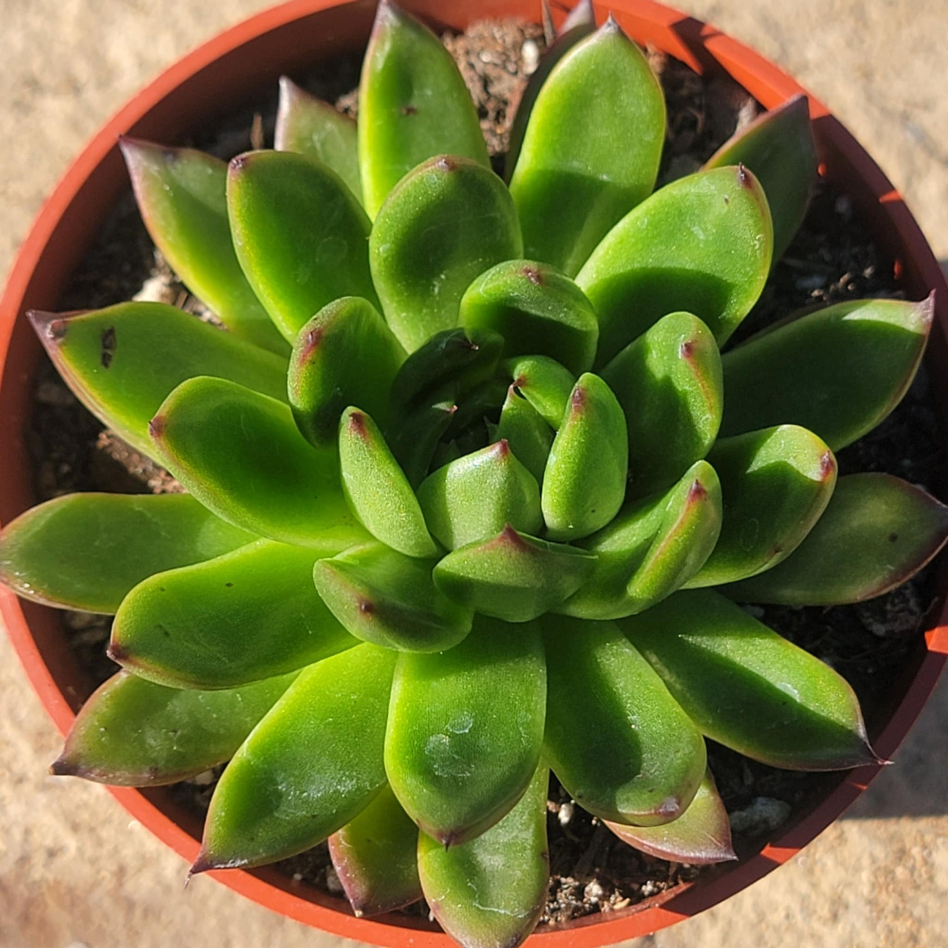 succulents maryo Echeveria 'Maria' – DesertScapeSucculent