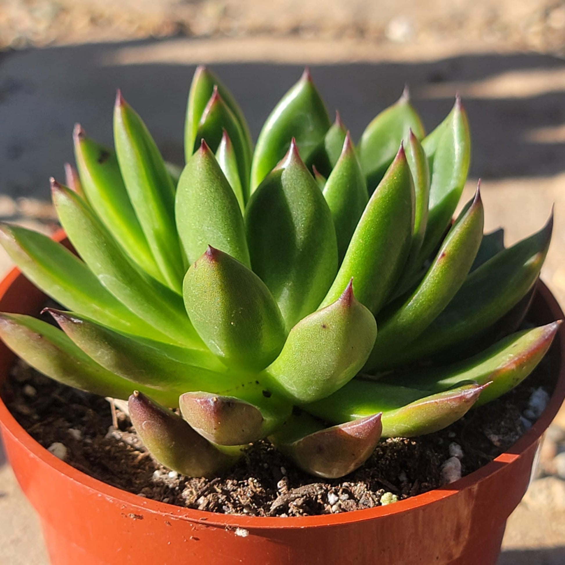 succulents maryo Echeveria 'Maria' – DesertScapeSucculent