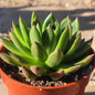 Echeveria 'Maria' - 4 Inch Assorted - Succulent - DesertScapeSucculent