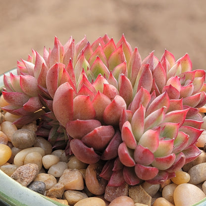 Echeveria 'Mebina'