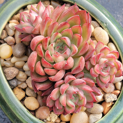 Echeveria 'Mebina'