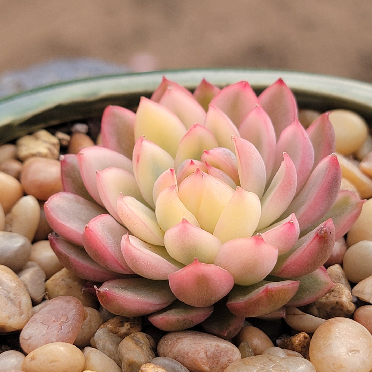 Echeveria 'Mebina'