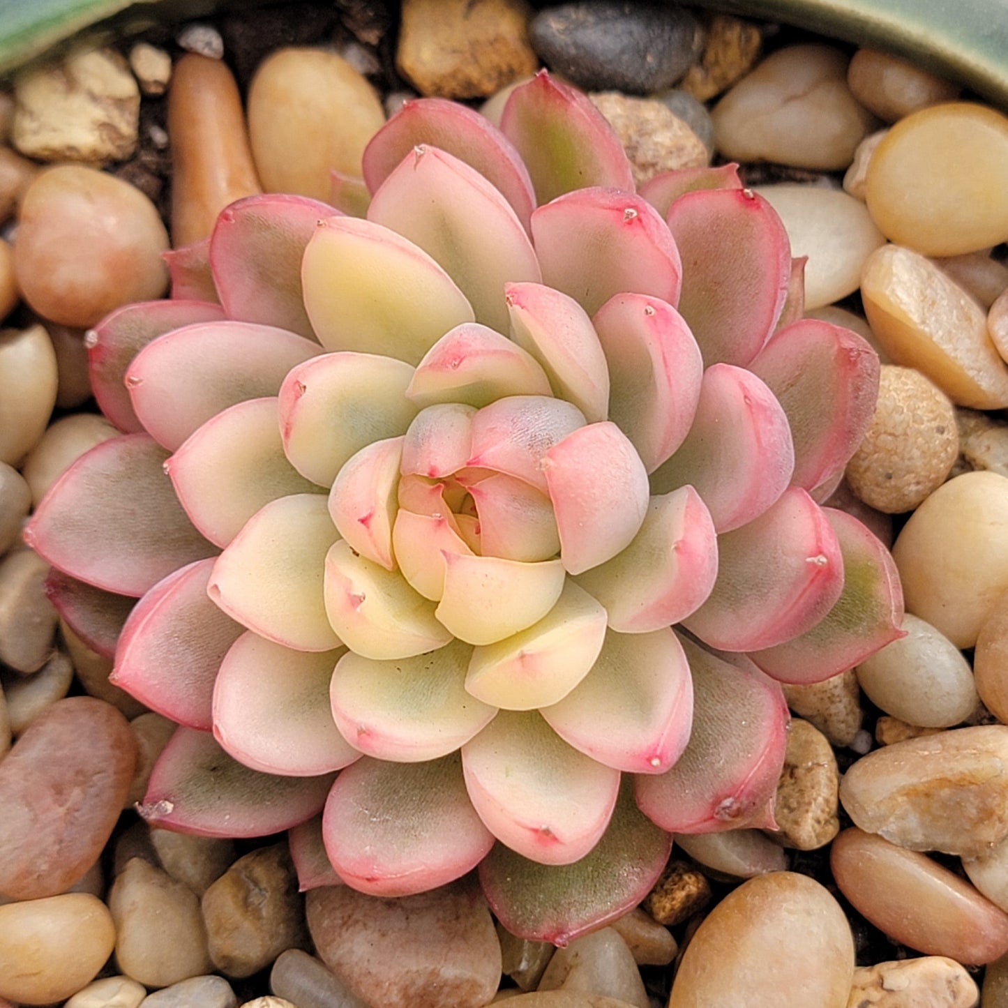 Echeveria 'Mebina'