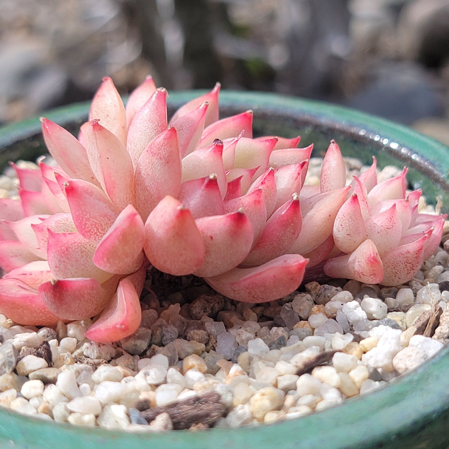 Echeveria 'Mebina'